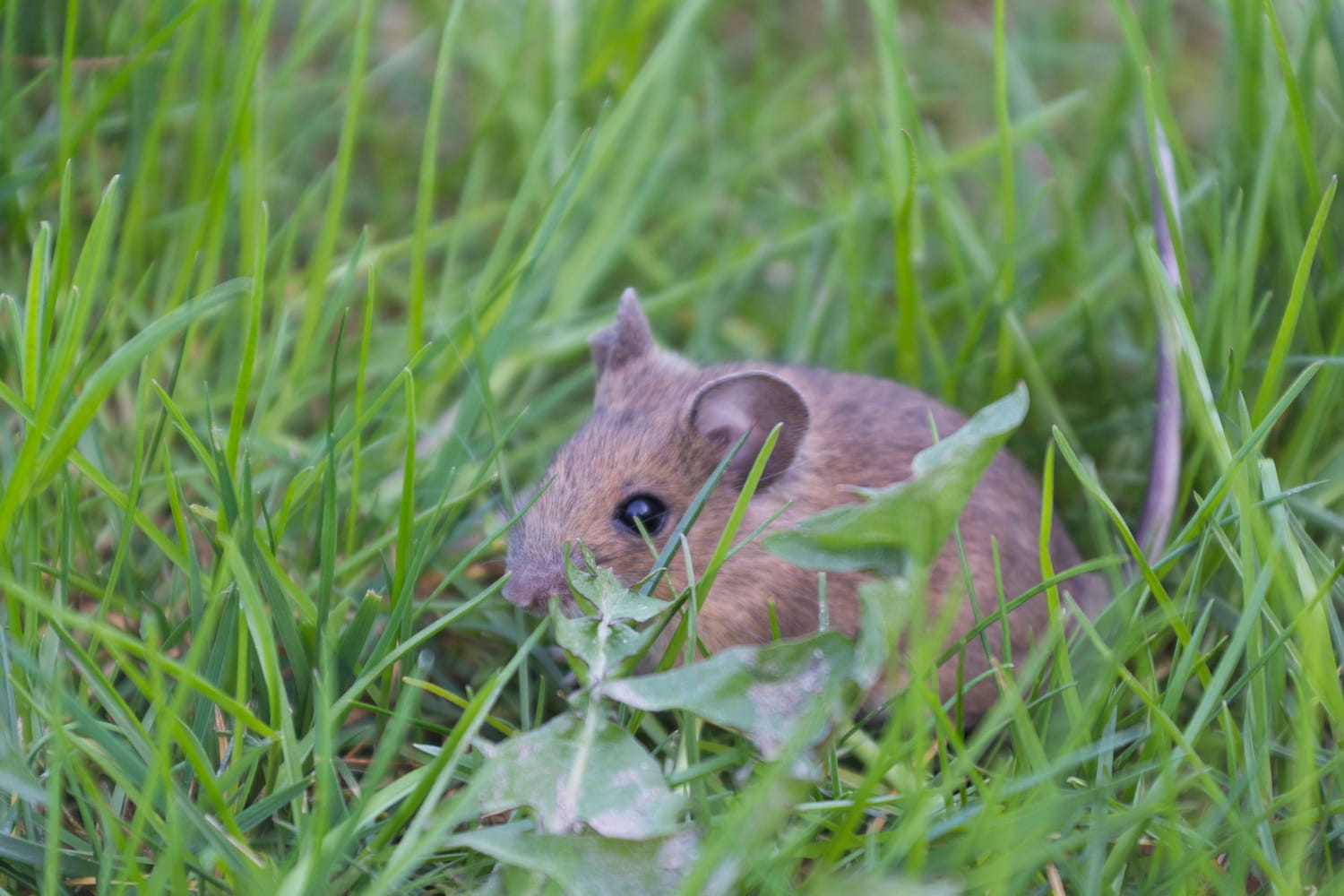 Cibitoke : Les rats rongeurs inquiètent les agriculteurs